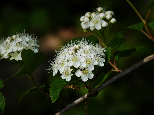 {Physocarpus opulifolius}